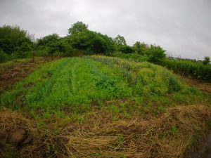 畑　草取り　250615